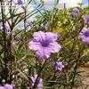 Thumbnail #1 of Ruellia tweediana by shasta143