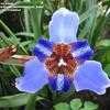 Thumbnail #2 of Neomarica caerulea by sa_haiad