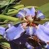 Thumbnail #3 of Neomarica caerulea by sa_haiad