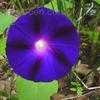 Thumbnail #2 of Ipomoea purpurea by WillowWasp