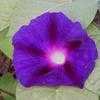 Thumbnail #4 of Ipomoea purpurea by bill_casey