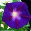 Thumbnail #1 of Ipomoea purpurea by Happenstance