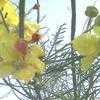 Thumbnail #4 of Parkinsonia aculeata by htop