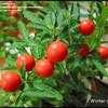 Thumbnail #1 of Solanum pseudocapsicum by piedmthq