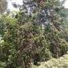 Thumbnail #3 of Araucaria bidwillii by palmbob
