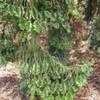 Thumbnail #4 of Araucaria bidwillii by palmbob