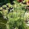 Thumbnail #1 of Cyperus prolifer by Happenstance