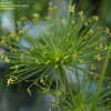 Thumbnail #5 of Cyperus prolifer by daryl