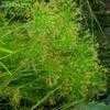 Thumbnail #3 of Cyperus prolifer by trois