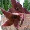 Thumbnail #2 of Stapelia grandiflora by dave