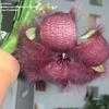 Thumbnail #5 of Stapelia grandiflora by martinea