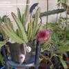 Thumbnail #4 of Stapelia grandiflora by KactusKathi