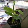 Thumbnail #4 of Elettaria cardamomum by passiflora07