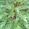 Thumbnail #5 of Philodendron xanadu by NativePlantFan9