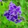 Thumbnail #1 of Duranta erecta by trois