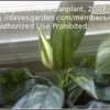 Thumbnail #2 of Aglaonema commutatum by canadianplant