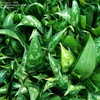 Thumbnail #3 of Aglaonema commutatum by cactus_lover