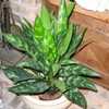 Thumbnail #4 of Aglaonema commutatum by plantladylin