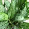 Thumbnail #5 of Aglaonema commutatum by plantladylin