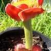 Thumbnail #4 of Haemanthus coccineus by Kaelkitty
