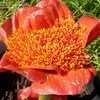 Thumbnail #3 of Haemanthus coccineus by Kaelkitty