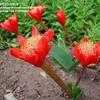 Thumbnail #1 of Haemanthus coccineus by Jeff_H