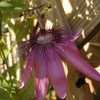 Thumbnail #3 of Passiflora  by Tim