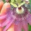 Thumbnail #4 of Passiflora  by Calalily