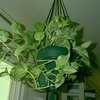 Thumbnail #1 of Epipremnum aureum by tiredwabbit