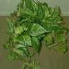 Thumbnail #2 of Epipremnum aureum by tiredwabbit