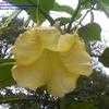 Thumbnail #3 of Brugmansia  by tiG