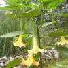 Thumbnail #1 of Brugmansia  by tiG