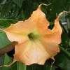 Thumbnail #5 of Brugmansia  by DonnaB