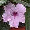 Thumbnail #1 of Ruellia tweediana by htop