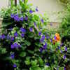 Thumbnail #5 of Thunbergia battiscombei by Bossjim1