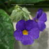 Thumbnail #4 of Thunbergia battiscombei by DaylilySLP