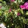 Thumbnail #2 of Bougainvillea brasiliensis by Chamma