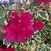 Thumbnail #3 of Bougainvillea brasiliensis by astanton