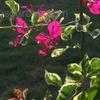Thumbnail #4 of Bougainvillea brasiliensis by Clare_CA