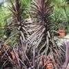 Thumbnail #2 of Cordyline australis by palmbob