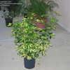 Thumbnail #5 of Schefflera arboricola by plantladylin