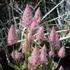 Thumbnail #3 of Ptilotus exaltatus by Kell