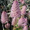 Thumbnail #4 of Ptilotus exaltatus by Kell