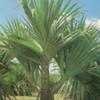 Thumbnail #1 of Pandanus utilis by verdeurbano