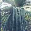 Thumbnail #4 of Pandanus utilis by golddog