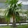 Thumbnail #5 of Pandanus utilis by Monocromatico