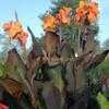 Thumbnail #3 of Canna x generalis by Abutilon