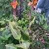 Thumbnail #4 of Canna americanallis var. variegata by mystic