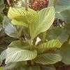 Thumbnail #1 of Canna americanallis var. variegata by JJsgarden