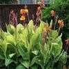 Thumbnail #3 of Canna americanallis var. variegata by FlowerManiac